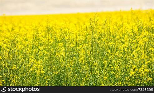 Beautiful close up picture from colza flowers in spring. Yellow and green rapeseed flowers. Blooming canola. 