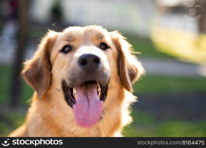 beautiful close-up portrait of a dog