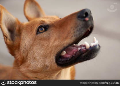 beautiful close-up portrait of a dog