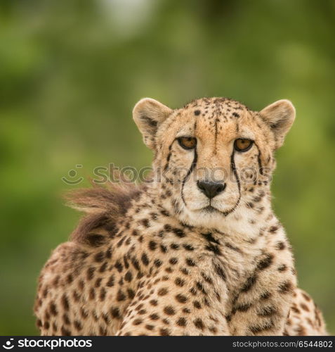 Beautiful close up portrait of Cheetah Acinonyx Jubatus in color. Stunning intimate portrait of Cheetah Acinonyx Jubatus in colorful landscape