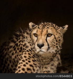 Beautiful close up portrait of Cheetah Acinonyx Jubatus in color. Stunning intimate portrait of Cheetah Acinonyx Jubatus in colorful landscape