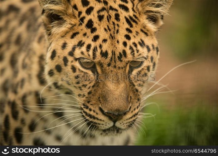 Beautiful close up portrait of Jaguar panthera onca in colorful . Stunning close up portrait of Jaguar panthera onca in colorful vibrant landscape