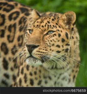 Beautiful close up portrait of Jaguar panthera onca in colorful . Stunning close up portrait of Jaguar panthera onca in colorful vibrant landscape