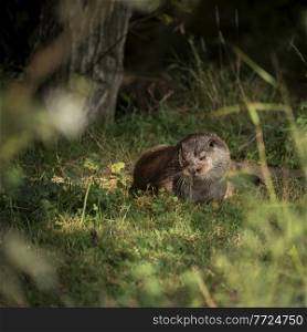 Beautiful close up portrait of Otter Mustelidae Lutrinae on riverbank in late Summer