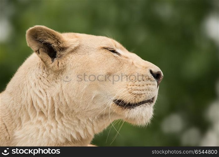 Beautiful close up portrait of white Barbary Atlas Lion Panthera. Stunning intimate portrait of white Barbary Atlas Lion Panthera Leo