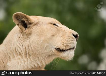 Beautiful close up portrait of white Barbary Atlas Lion Panthera. Stunning intimate portrait of white Barbary Atlas Lion Panthera Leo