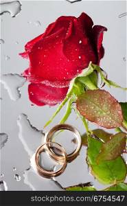 beautiful close-up rose and wedding rings with water drops