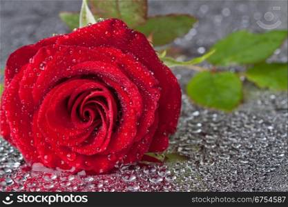 beautiful close-up rose with water drops