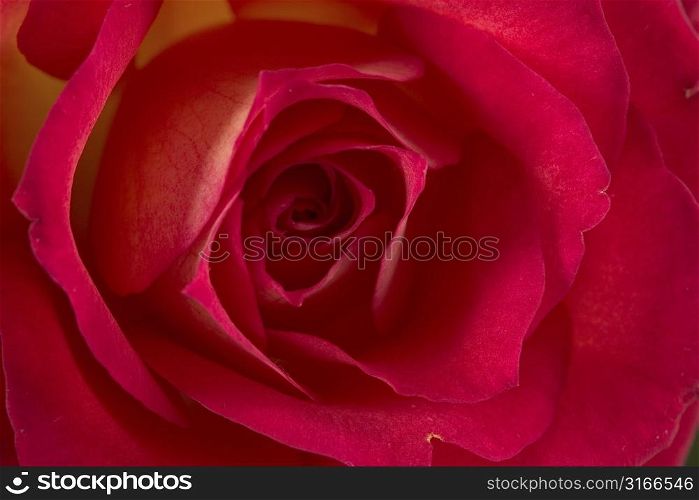 Beautiful closeup of a red rose