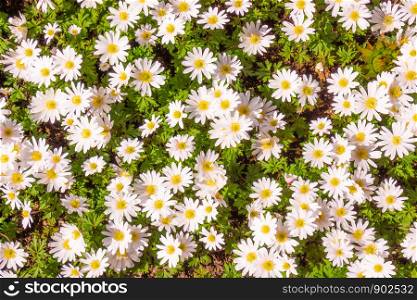 beautiful closeup of field of white daisy blossoms