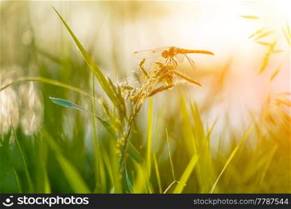 Beautiful closeup silhouette dragonfly on the grass in morning sunshine, copyspace beneath. Beautiful closeup silhouette dragonfly on the grass in morning sunshine