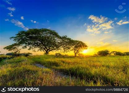 Beautiful Clump of grass wild flower a warm light and green field cornfield or corn and green tree in Asia country agriculture harvest with sunset sky background.