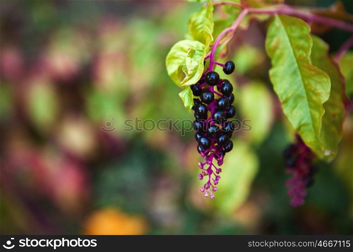 Beautiful cluster of autumn fruits in garnet tones