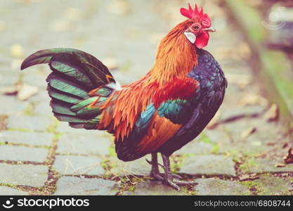 Beautiful cock. colorful rooster.