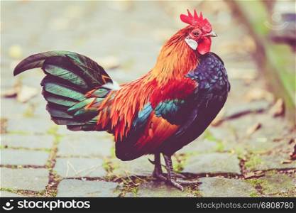 Beautiful cock. colorful rooster.