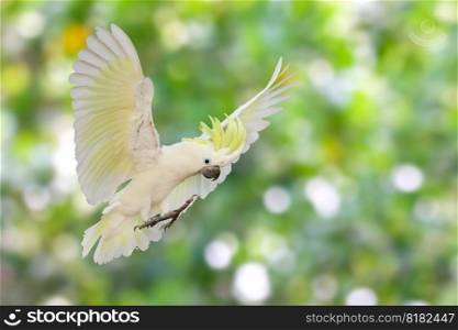 Beautiful cockatoo parrot flying on green nature background.