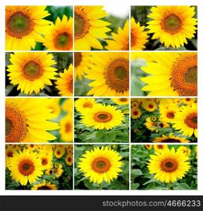 Beautiful collage of many images of sunflowers