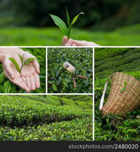 Beautiful collage of tea bushes on plantation and hand harversting