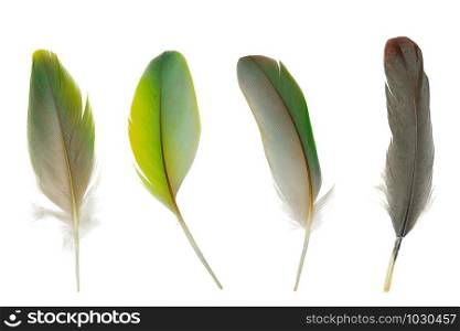 Beautiful collection parrot lovebird feather isolated on white background