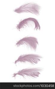 Beautiful collection violet - mauve mistkeys colors tone feather isolated on white background