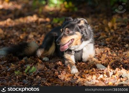beautiful collie dog laying on autumn leaves