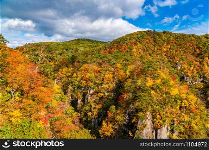 Beautiful color of autumn foliage in the forest of the mountain at Naruko Gorge in the city of Naruko, Miyagi Prefecture, Japan.