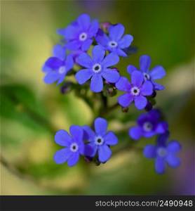 Beautiful color shot of blue small flower in grass. Close-up view in nature.