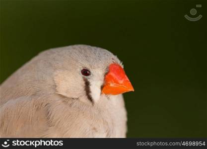 Beautiful colored bird with a funny head