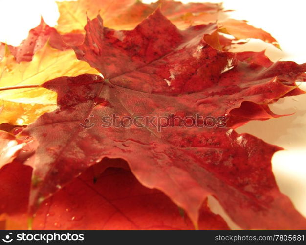 beautiful colored fall leaves, autumn background