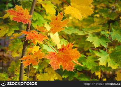 Beautiful colored maple leaves in green, yellow and reddish colors