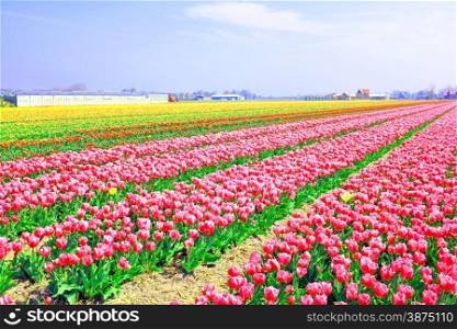 Beautiful colored tulip fields in the countryside from the Netherlands