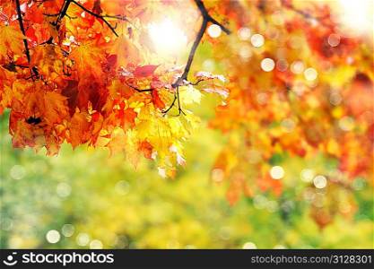 beautiful colorful autumn leaves in the park