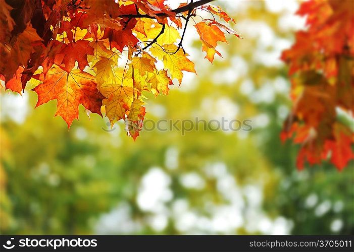beautiful colorful autumn leaves in the park