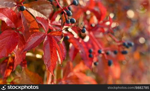 Beautiful colorful autumn leaves on tree. Colorful nature background and concept for autumn season.