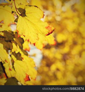 Beautiful colorful autumn leaves on tree. Colorful nature background and concept for autumn season.