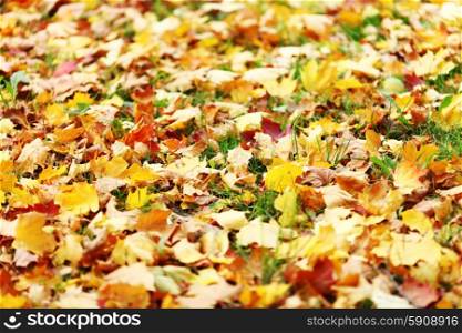Beautiful colorful autumn maple leaves on ground, close-up