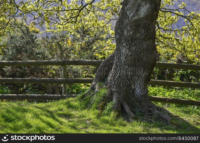 Beautiful colorful bright image of tree in field in countryside in Spring