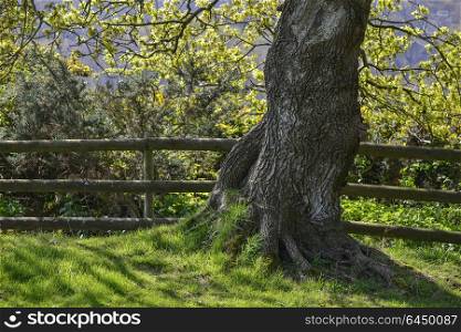 Beautiful colorful bright image of tree in field in countryside in Spring
