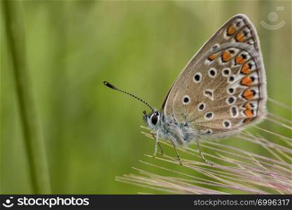 Beautiful colorful butterfly on flower in garden , blurred background. Close up