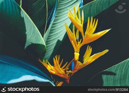 beautiful colorful exotic flower on dark leaf background