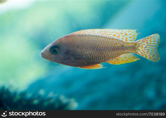 Beautiful colorful fish swims in the aquarium environment
