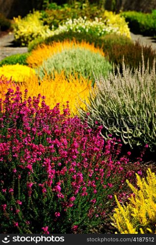 Beautiful colorful flower garden with various flowers