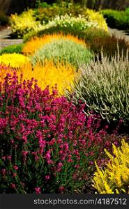 Beautiful colorful flower garden with various flowers