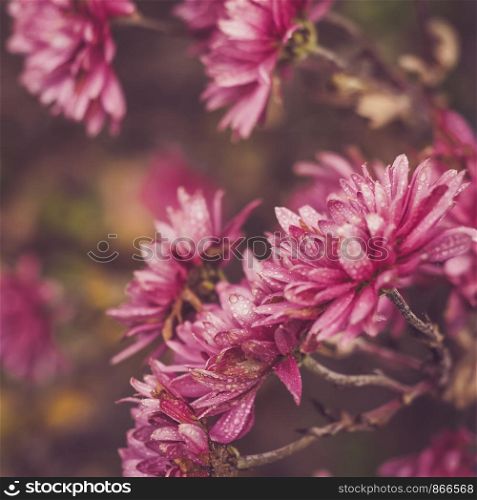 Beautiful, colorful flowers on the background of the morning sun. Close-up, blurred background. Beautiful, colorful flowers on the background of the morning sun