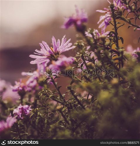 Beautiful, colorful flowers on the background of the morning sun. Close-up, blurred background. Beautiful, colorful flowers on the background of the morning sun