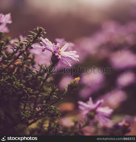 Beautiful, colorful flowers on the background of the morning sun. Close-up, blurred background. Beautiful, colorful flowers on the background of the morning sun