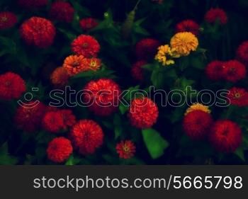 beautiful colorful garden flowers with grass closeup