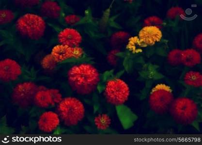 beautiful colorful garden flowers with grass closeup