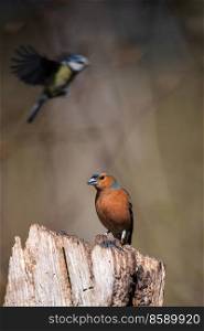 Beautiful colorful image of Chaffinch bird Fringilla Coelebs in woodland landscape scene 