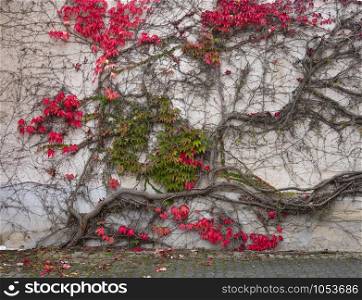 beautiful colorful ivy with autumnal red colors against old plastered wall in luxembourg
